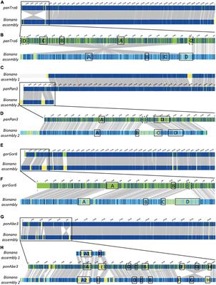 22q11.2 Low Copy Repeats Expanded in the Human Lineage